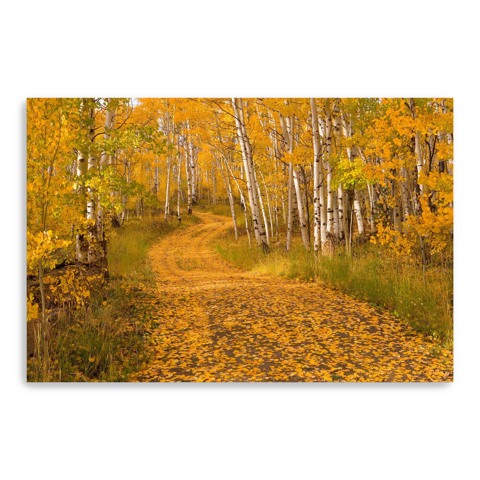 Aspen Tree Trunks Canvas Giclee